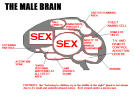 male brain.jpg